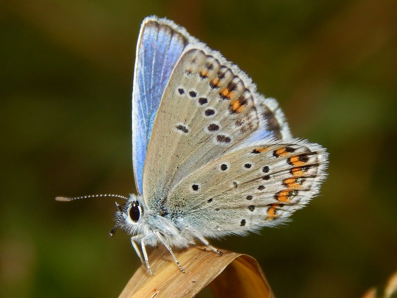 Plebejus argyrognomon